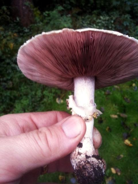 [Thumbnail for Portobello in hand.jpg]